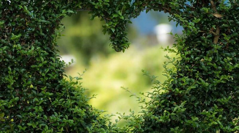 Planter de la végétation dans son jardin
