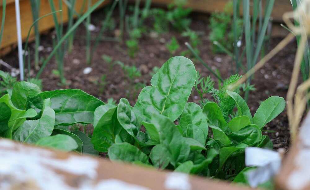 Comment fabriquer un carré potager esthétique et durable