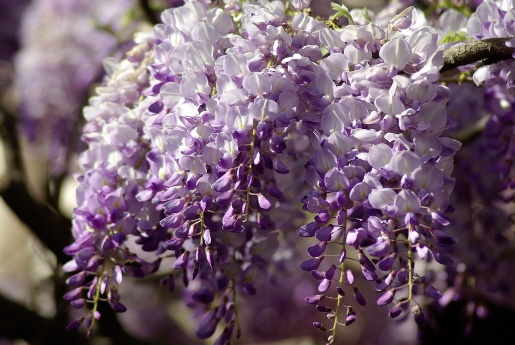 Pourquoi planter une glycine ?