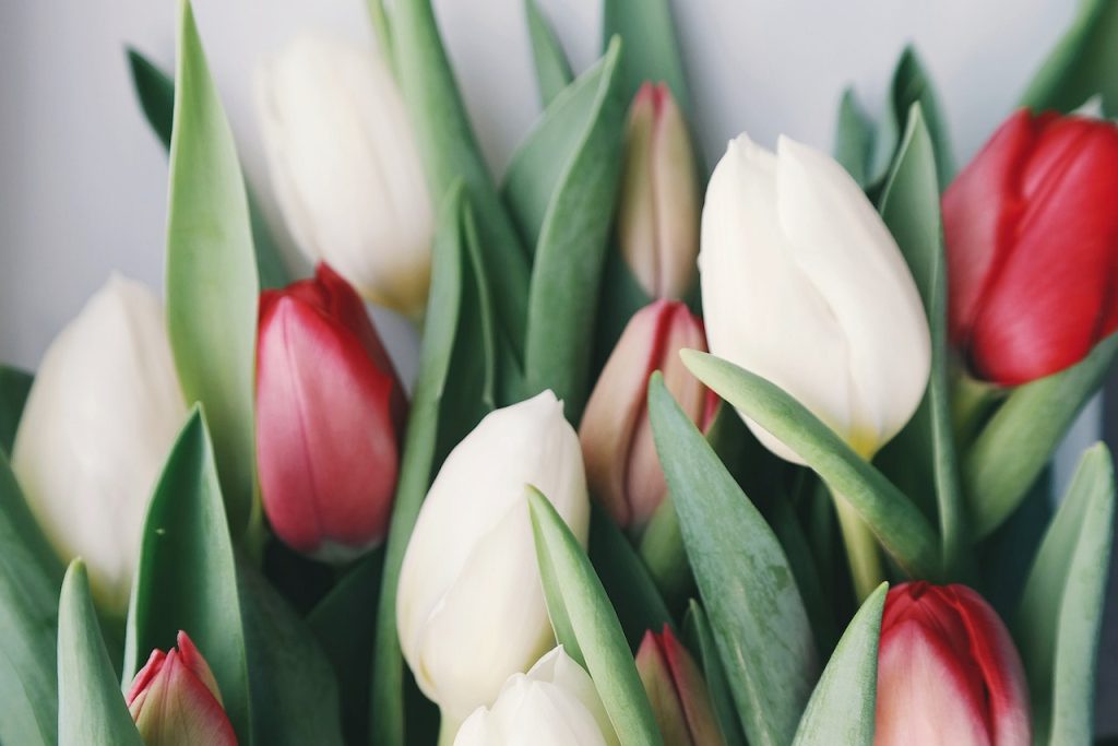 Tulipes